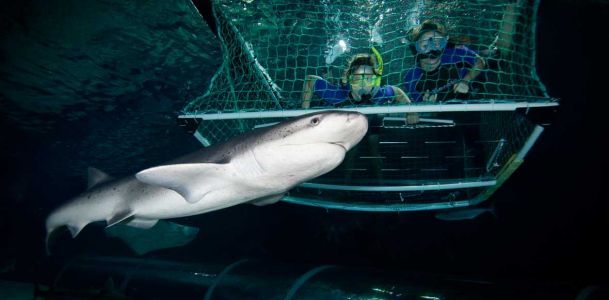 Kelly Tarlton S Sea Life Aquarium Shark-cage-a-feature-home